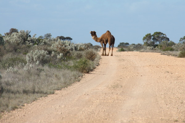 Crossing the Nullarbor through the desert