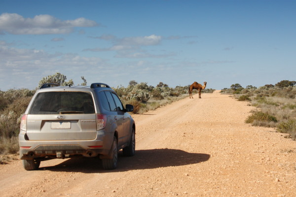 Crossing the Nullarbor through the desert